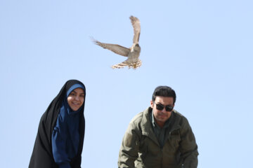 Relâchement des oiseaux de proie à Hamadān 