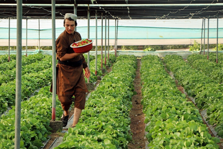 رقابت خاموش نیروی کار ایرانی و خارجی