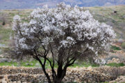 ایرانی صوبے شیراز میں سردیوں کے موسم میں درختوں کے پھول دینے کے مناظر
