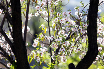 Le printemps se rue à Chiraz 