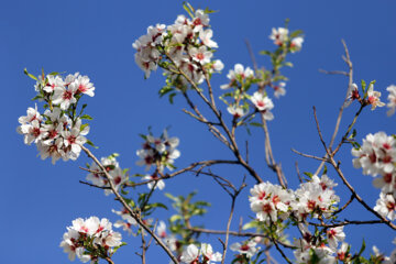 Le printemps se rue à Chiraz 