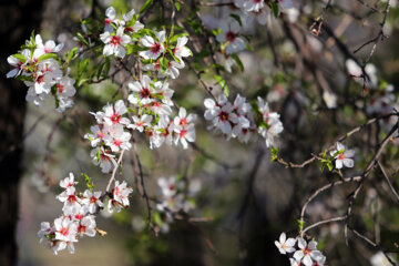 La primavera llega a Maharloo
