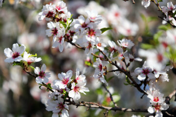 Le printemps se rue à Chiraz 