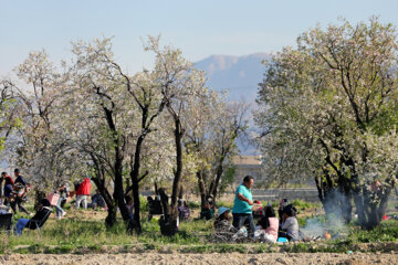 Le printemps se rue à Chiraz 