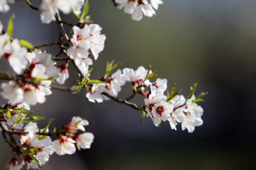 Le printemps se rue à Chiraz 