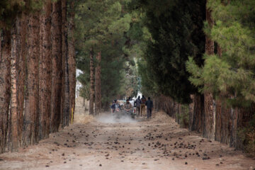 نهالستان عموزاده