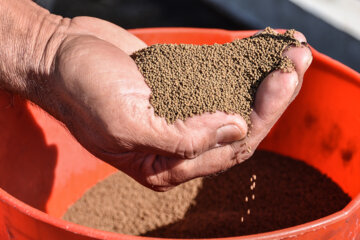 Cultivo de truchas en suroeste de Irán 