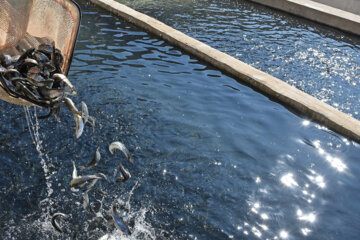 ۶ هزار و ۵۰۰ تُن انواع ماهی در همدان تولید شد