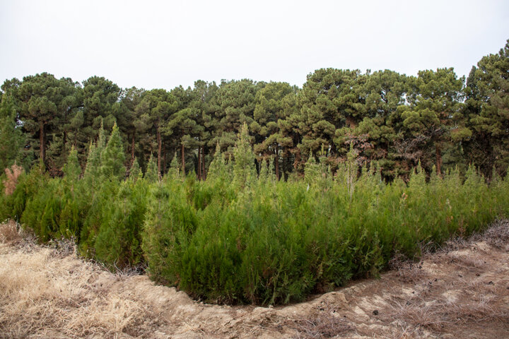 مصاحبه تفصیلی | چرا حال جنگلهای ایران خوب نیست؟