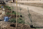 سهم زنجان از طرح کاشت یک میلیارد درخت در کشور، سه میلیون و ۵۰۰ اصله است