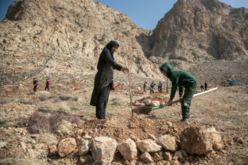 جشن درختکاری در کرمانشاه