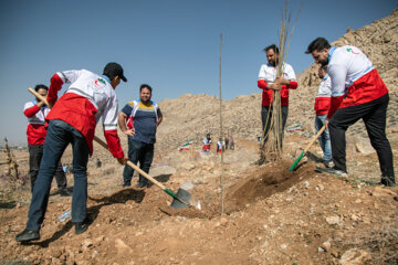 جشن درختکاری در کرمانشاه