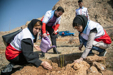 جشن درختکاری در کرمانشاه