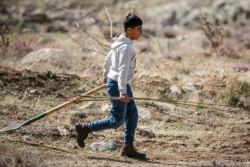 جشن درختکاری در کرمانشاه