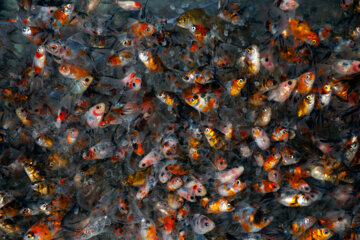  رها سازی ماهی قرمز در روز طبیعت  ممنوع است

