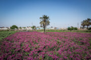 Blumenernte in Hamidiyeh