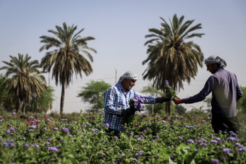 Récolte de fleurs dans le sud-ouest de l'Iran