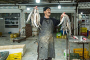 Iran : le Marché aux Poissons au port Turkmène au nord-est