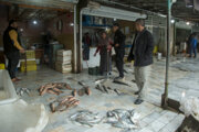 Mercado de pescaderos en el Puerto Turcomano (Bandar-e Torkaman)