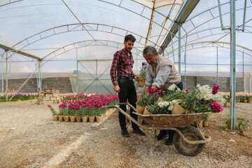 Cultivo de Matthiolas en Isfahán