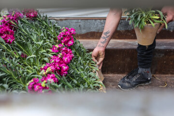 Cultivo de Matthiolas en Isfahán