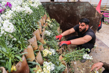 Cultivo de Matthiolas en Isfahán