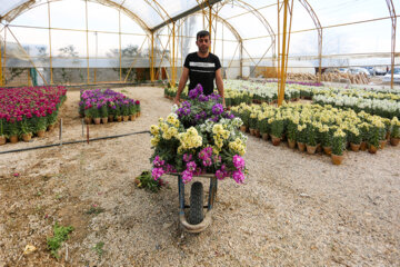 Cultivo de Matthiolas en Isfahán