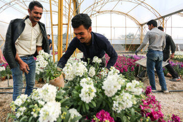 Cultivo de Matthiolas en Isfahán