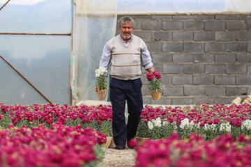 پرورش شب بو در اصفهان