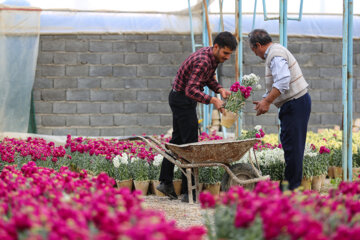 Cultivo de Matthiolas en Isfahán