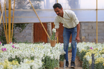 Cultivo de Matthiolas en Isfahán