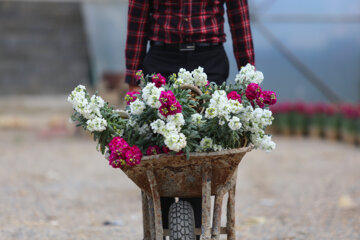 Cultivo de Matthiolas en Isfahán