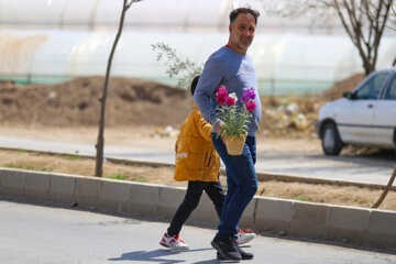 پرورش شب بو در اصفهان