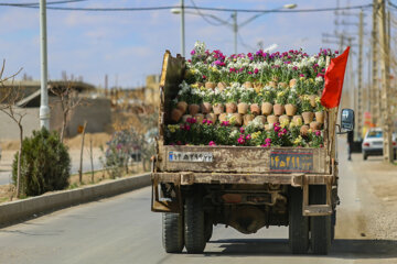 پرورش شب بو در اصفهان