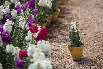 Cultivo de Matthiolas en Isfahán