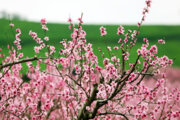 فیلم/ جلوه هزار رنگ بهار در روستاهای بجنورد