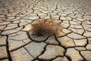 خشکسالی خسارت ۸۰ درصدی به محیط زیست گناباد وارد کرد 