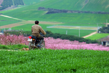 Naturaleza primaveral en el norte de Irán 