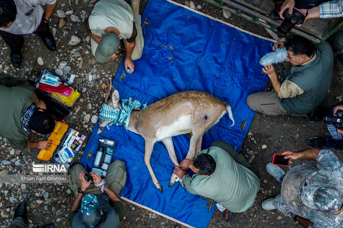 دامپزشک حیاتوحش نداریم/تشکیل کمیته تخصصی برای بیماری گونههای جانوری