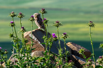 روستای قوزلو شهرستان گرمی اردبیل