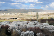 ایرانی شہر زنجان میں موسم بہار کے دلکش اور قدرتی مناظر