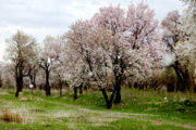  باغستان سنتی قزوین