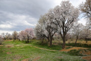 Traditioneller Garten in Qazvin