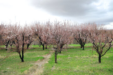 طبیعت بهاری زنجان