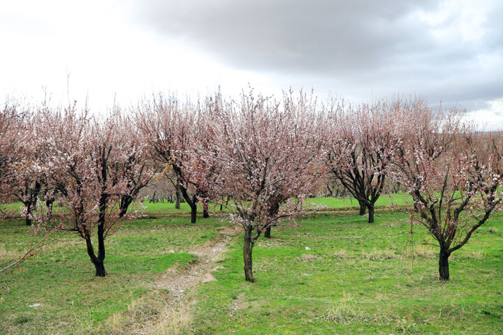 سخاوت طبیعت را با مهربانی جبران کنیم