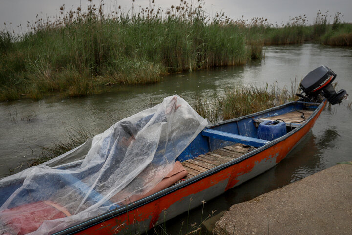 آیا محیطزیست در حفظ تالابها موفق بوده است/نیمهجان به مدد مدیریت طبیعت