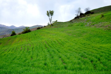 طبیعت بهاری کوهستان رودبار گیلان