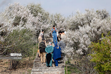 گردشگران نورزی در باغ گیاه‌شناسی ملی ایران