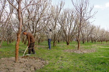 شکوفه‌های بهاری در طبیعت ارومیه