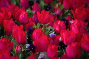 Festival de tulipanes en Arak
